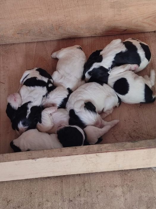 Щенки продажа. .