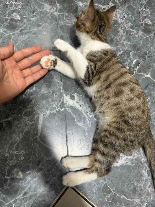 Умная домашняя кошка