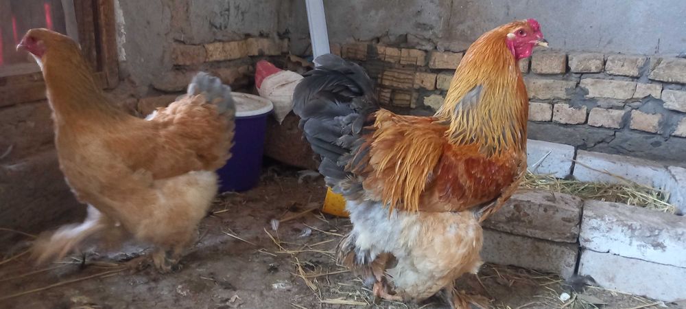 Palivi , svetli, tyommi pux brama tovuq xorazlari sotiladi.urganch