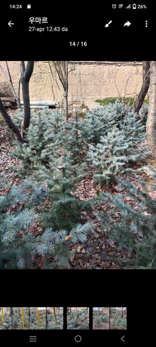 Арча Голубоу ель