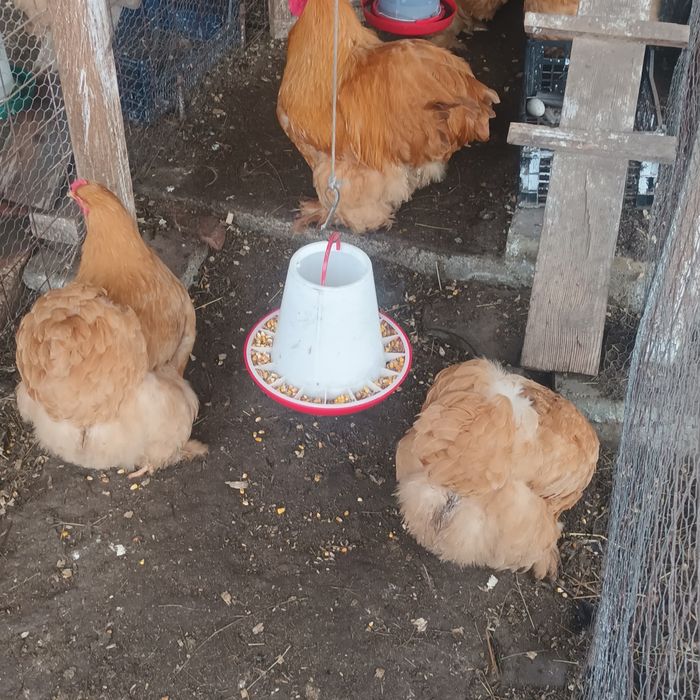 Familii Cochin galben uriaș și Brahma negru și albastru