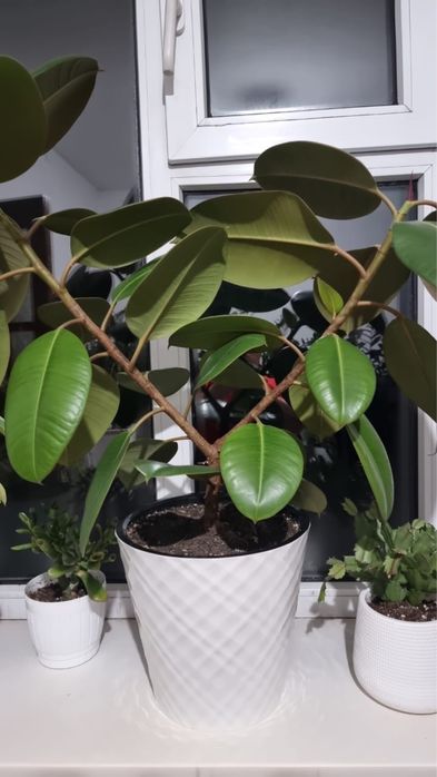 Продам комнатные цветы