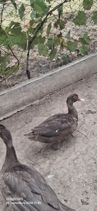 Rațe leșești ciocolati rasă grea