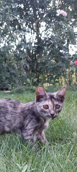 Котёнок девочка.