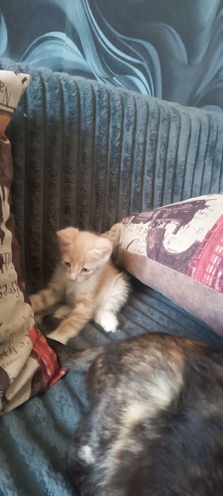 Отдам в добрые руки