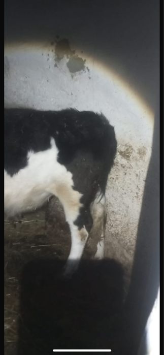 3 Бас Бұқа Сатылады