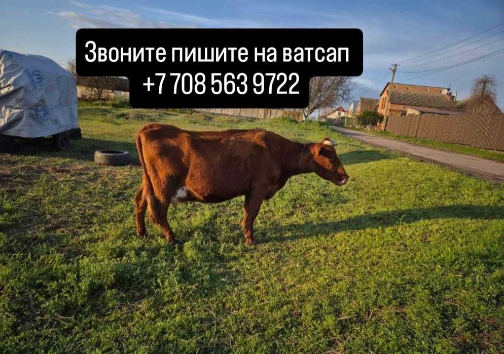 Хорошая корова с телёнком