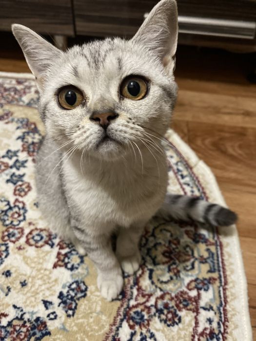 Кошка Вислоухая Шотландская