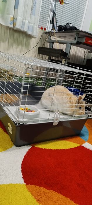 Подарявам зайче на 1 ,6 г.