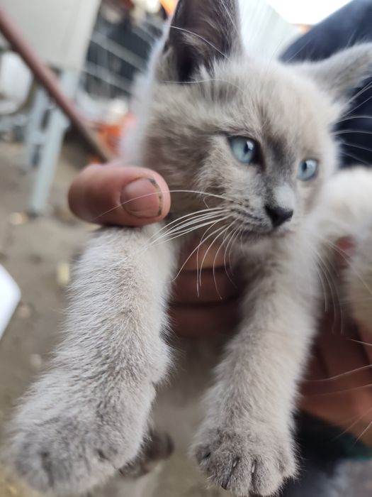 Отдам котят в хорошие руки