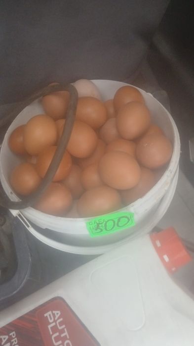 Продам Оптом Яйца