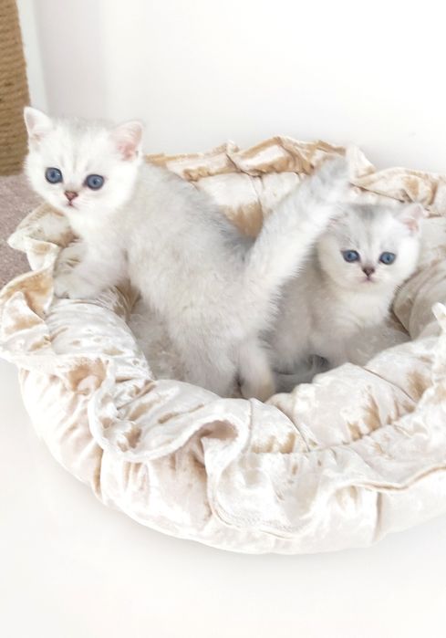 Британские котята