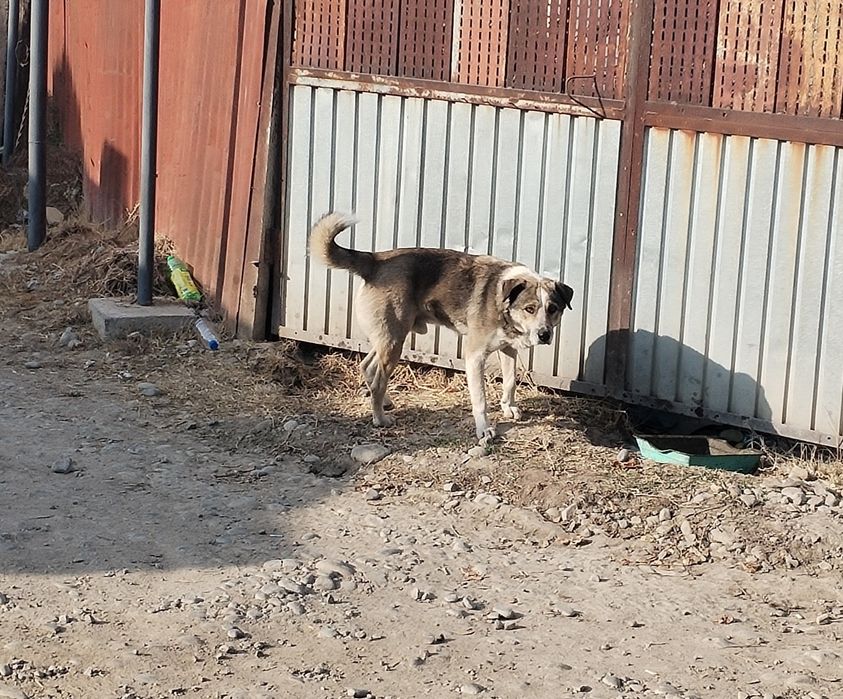 Щенки 1,5 месяца