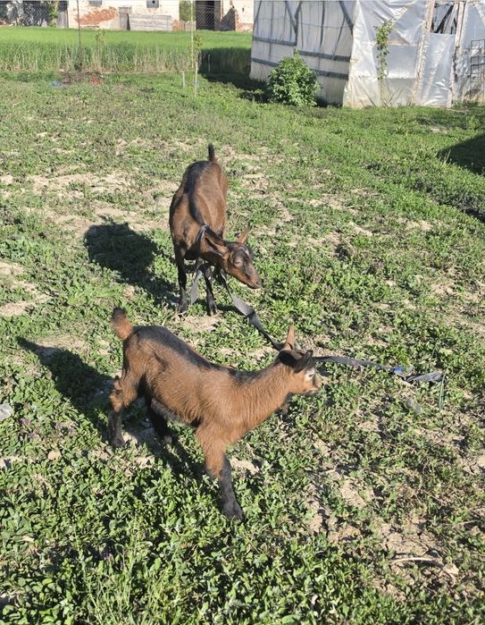 Capră alpină franceză cu lapte