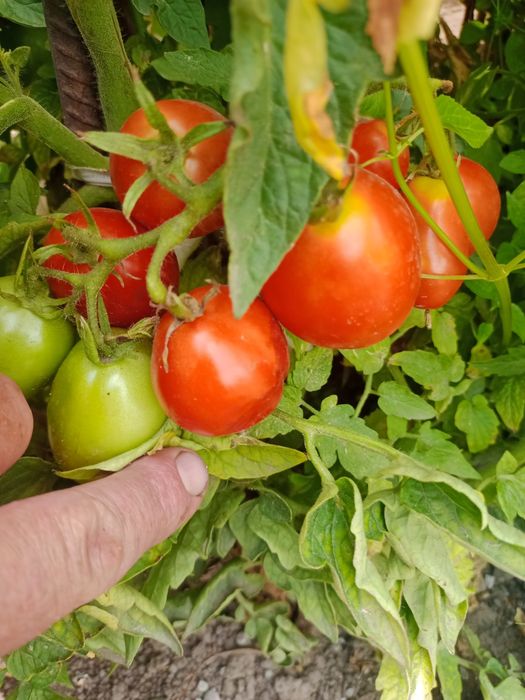 Продам огурцы и помидоры
