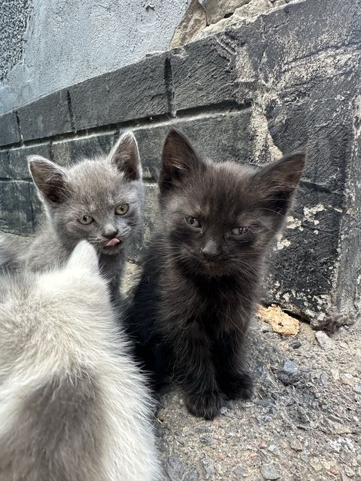 Отдам котят в добрые руки