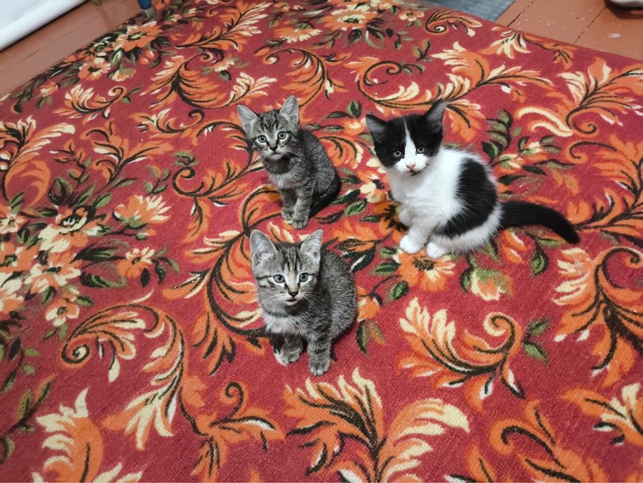 Отдам котят в добрые руки