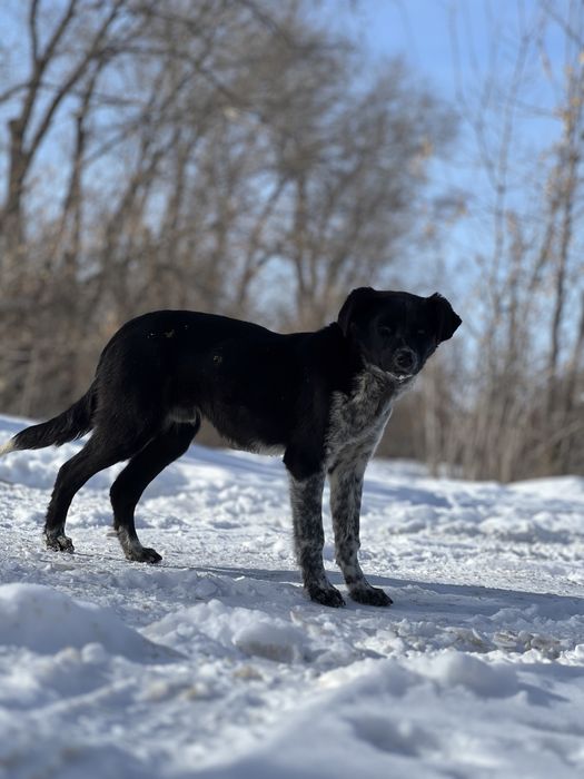 Отдам щенят в хорошие руки