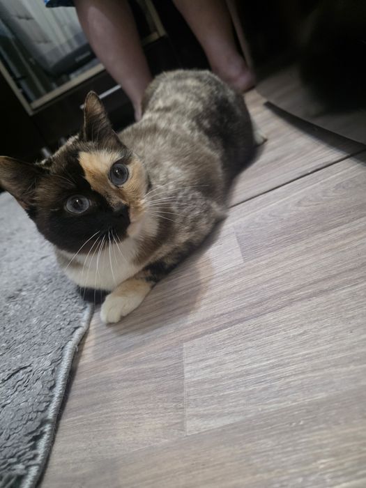 Отдам в добрые руки кошечку около 3 лет