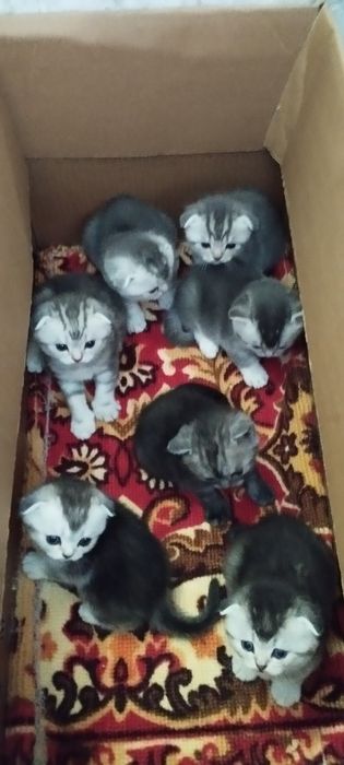 Продаю шотландцев