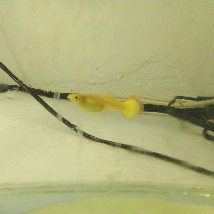 Декоративни рибки