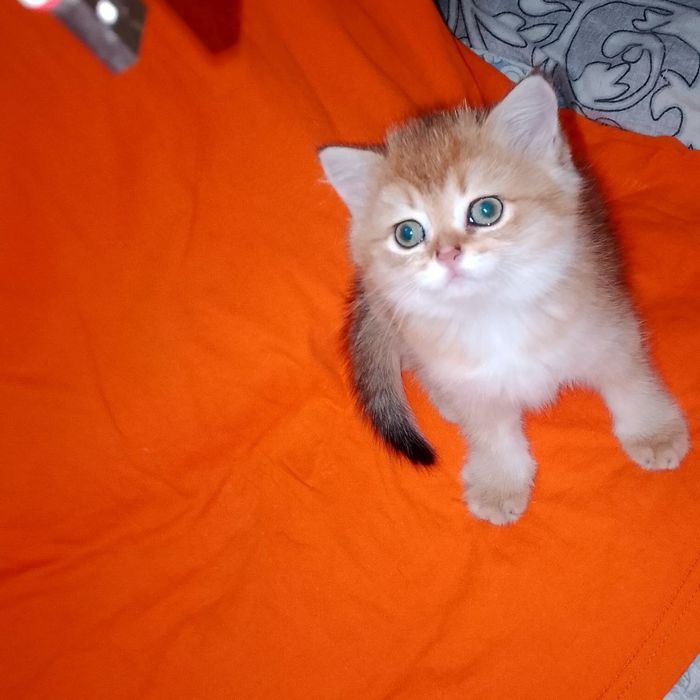 Золотые британские котята