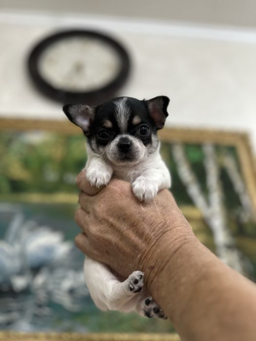 Коасивые мальчишки чихуашечки