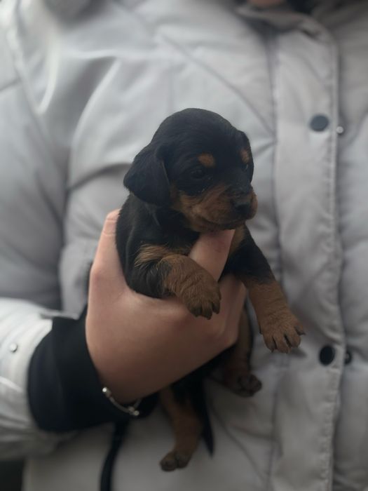 Черни бебета дайели