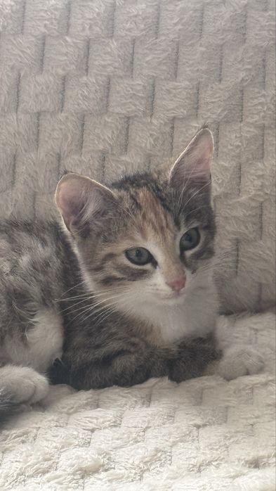 Одам кошку 2 месяца