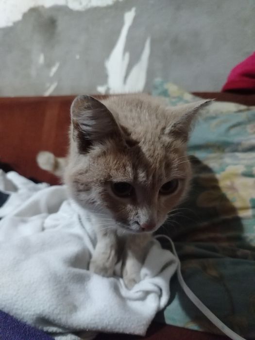 Рыжий котик ищет хозяина