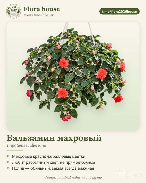 Комнатный цветок Бальзмин