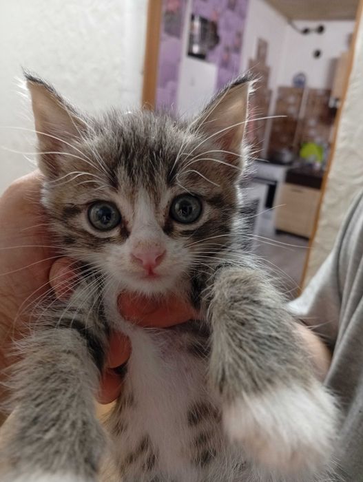 Отдам котят в самые добрые руки