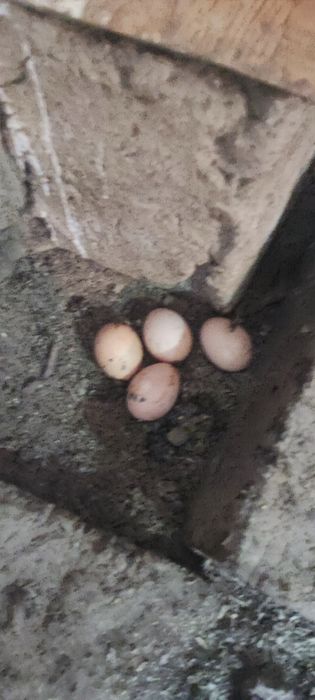 Куры Амрокс Германия молоды