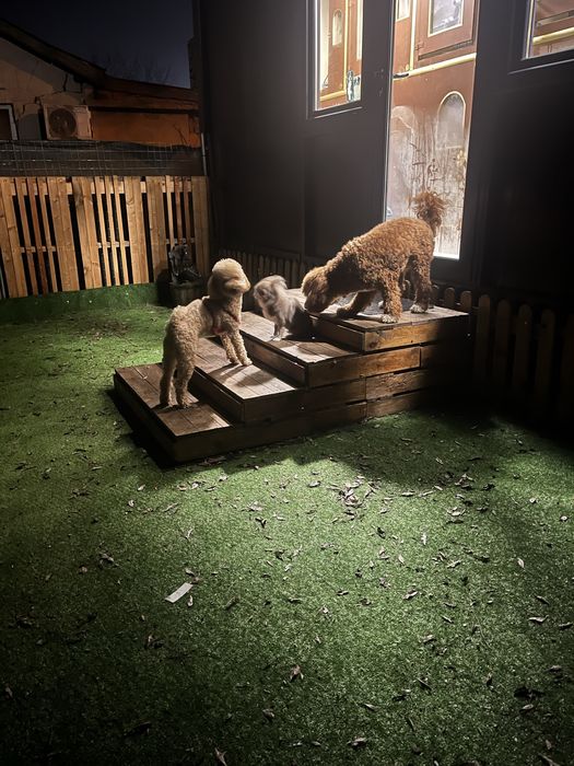 Хотел за кучета и Груминг в София