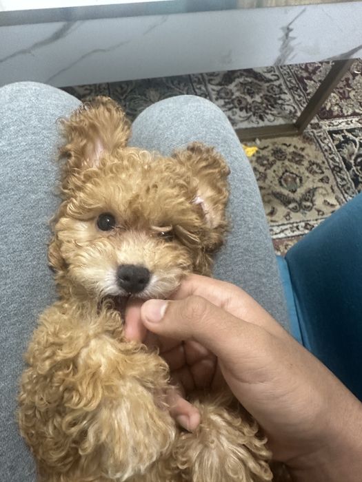 Пудел каралевский.