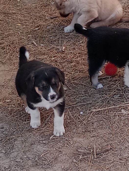 Щенки отдам в добрые руки