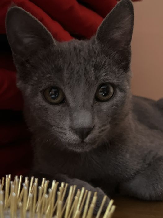 Кот бесплатно отдам