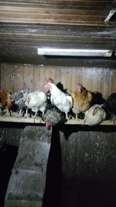 Продам домашний курица и цыплята
