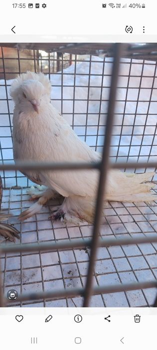 Porumbei uriasi maghiari