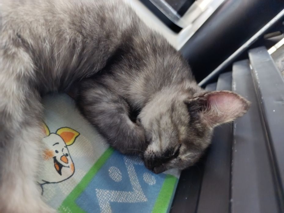 Кошечка красотка