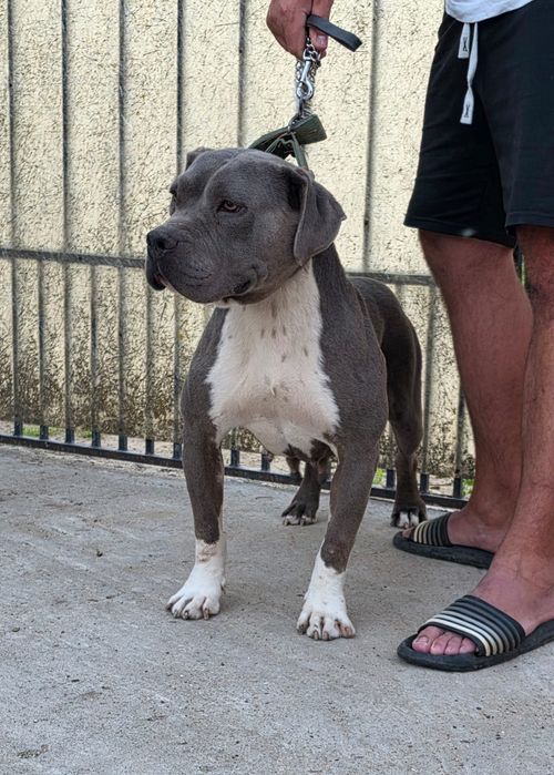 Femela amstaff blue