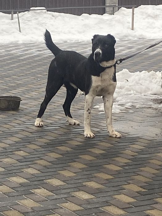 Алабай/САО/Төбет