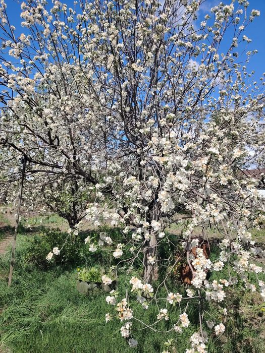 Продам дачу. Район Кривого озера.