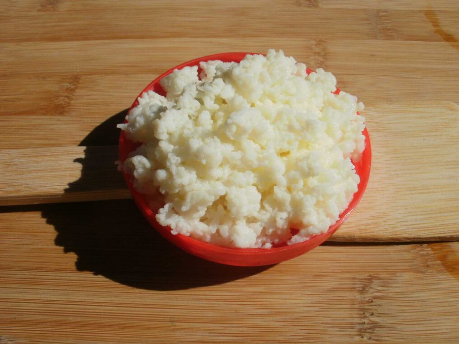 Жива Тибетска кефирена гъба за млечен кефир