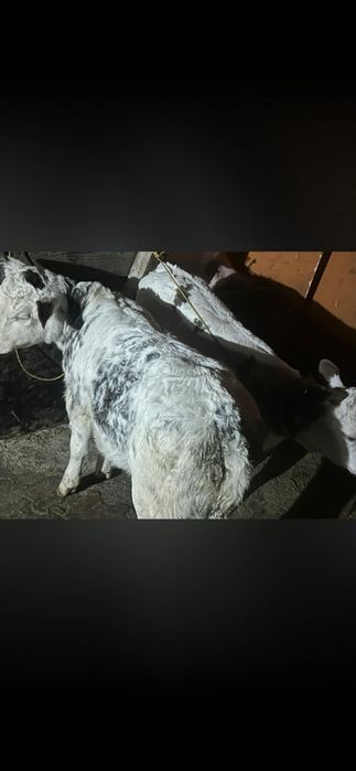 Vând doua vitele belgiene