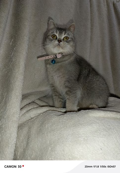 Britanskiy shinshilla