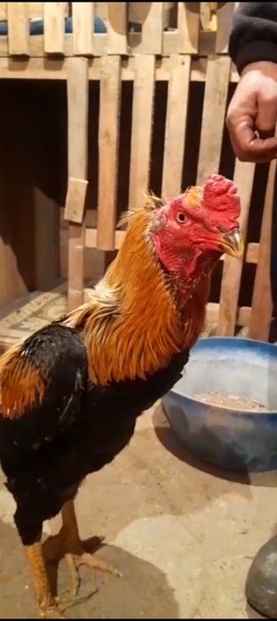 Ассалаумағалейкум 6.700кг түләк сатылады