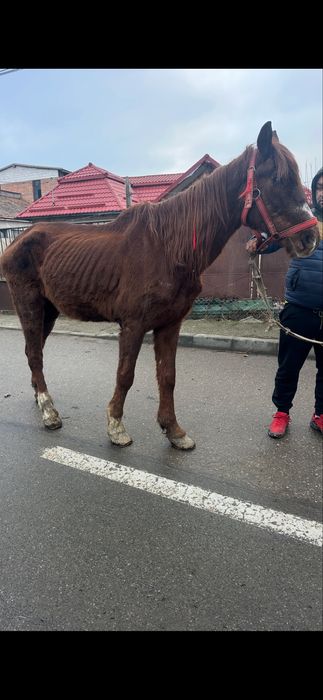 De vanzare cal  castrat mege bn la utilaje fff bland sta la potcovit