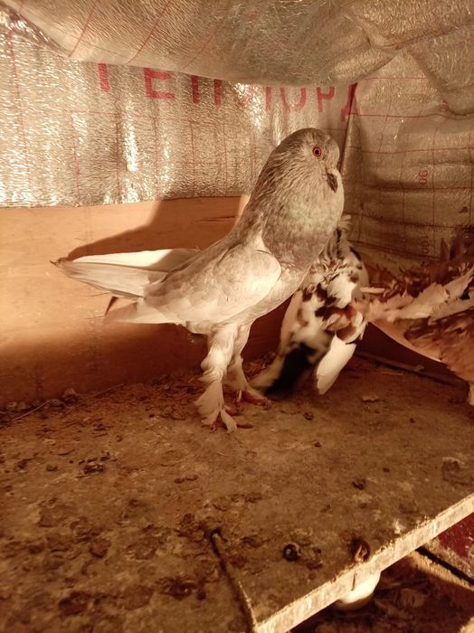 Голубь дытыш самцы кептер