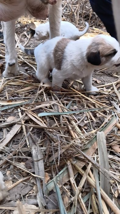 Chopon kuchuklar sotiladi